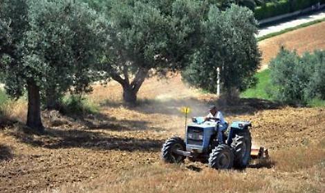 Agricoltura, Ismea: in 2021 +5,1% mercato assicurazioni agevolate