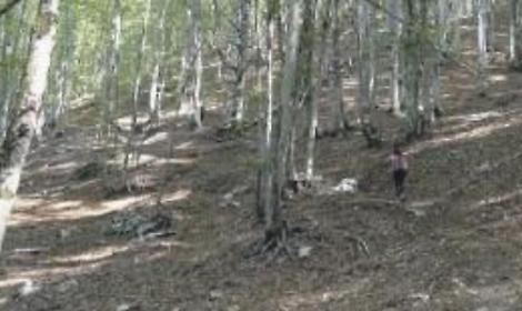 Cambiamenti climatici: la soluzione nella faggeta di Val Canneto