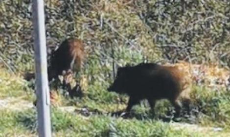Spara ai cinghiali ma colpisce la porta di un'abitazione: denunciato un trentanovenne