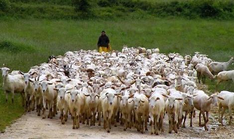 Pascoli salvi: ecco la Valutazione di incidenza ambientale