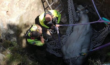 Toro cade in un pozzo. Sedato dal veterinario e recuperato dai vigili del fuoco