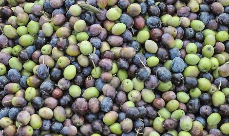Le olive pontine di Americo Quattrociocchi vincono l'Ercole Olivario