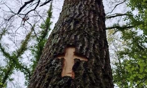 &ldquo;Taglio del Maggio&rdquo;, scelto l'albero che sar&agrave; protagonista della festa