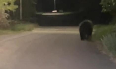 Orso a passeggio tra le contrade di Antica e Mole di Vito: il video