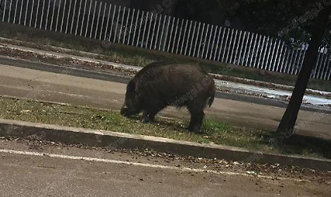 Investe un cinghiale nella notte