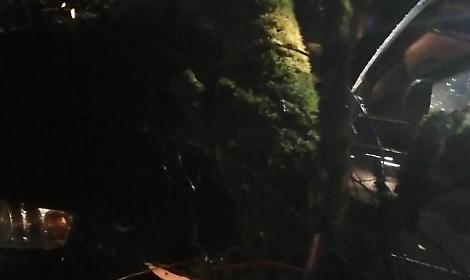 Quercia cade su un'auto. Ferito un uomo di settantacinque anni