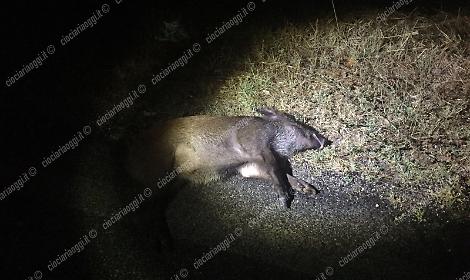 Auto si scontra con un cinghiale. Due incidenti stradali nel giro di pochi minuti