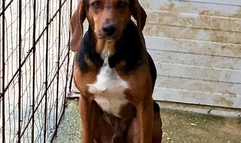 Un rifugio non &egrave; un canile: tutte le differenze fra i due tipi di struttura