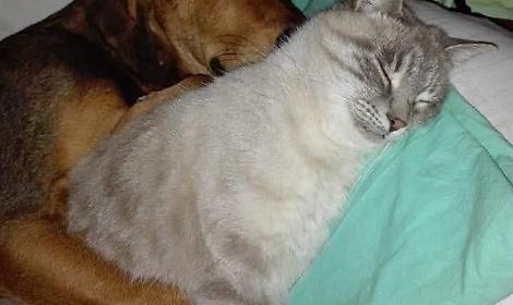 Lo straordinario mondo dei gatti: indipendenti e liberi, ma danno tanto amore