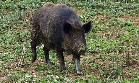 Tragica caccia al cinghiale: i giudici assolvono i due imputati