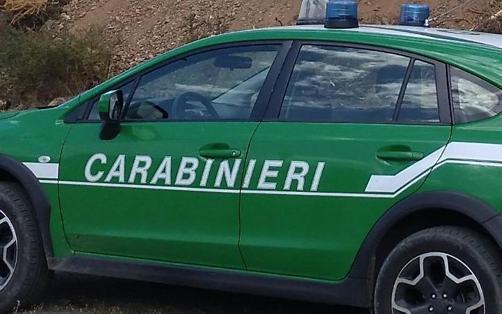Trovato un lupo morto. Si sospetta un avvelenamento