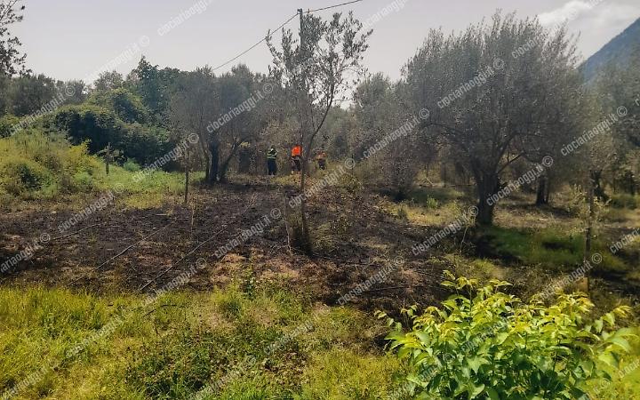 Brucia un uliveto incolto. Le fiamme minacciano le abitazioni vicine