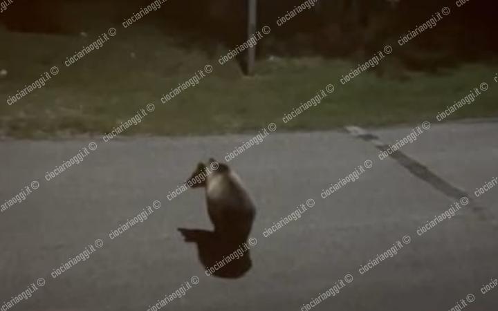 Avvistato un orso a spasso tra i frutteti