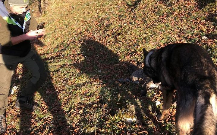 Animali morti nell&rsquo;area del Parco. Forse avvelenati