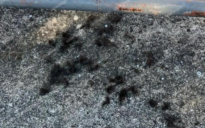 Ciocche di capelli davanti al suo negozio. La titolare sporge denuncia