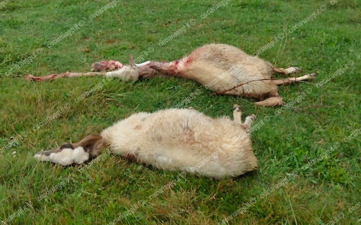 Strage di ovini: sbranati due agnelli e due pecore gravide