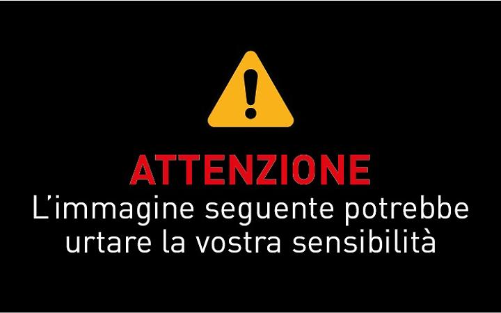 Cavalla uccisa da un colpo di arma da fuoco | FOTO