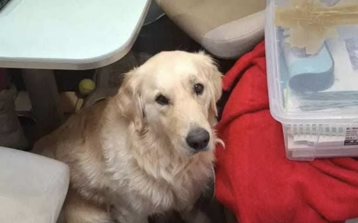 Cane scappa per i fuochi d'artificio: appello disperato di una famiglia francese