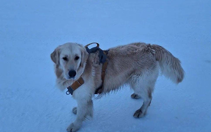 Proseguono le ricerche di Trachi, il cane scomparso la notte di capodanno