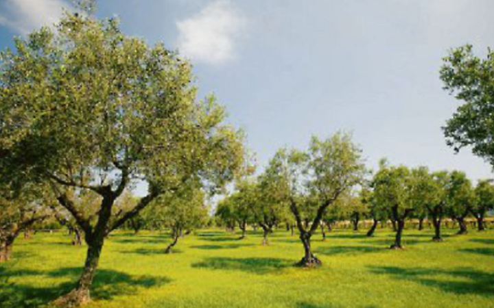 Olivocoltura, sfide e prospettive