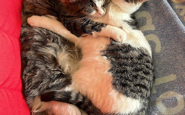 Sterminio di gatti in corso: al lavoro le autorit&agrave;