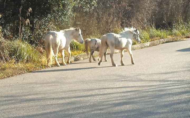 Cavalli in strada tra Pescosolido a Campoli Appennino