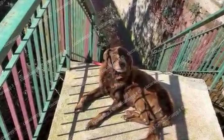 Cane segregato tra degrado e ferite: scatta il sequestro 