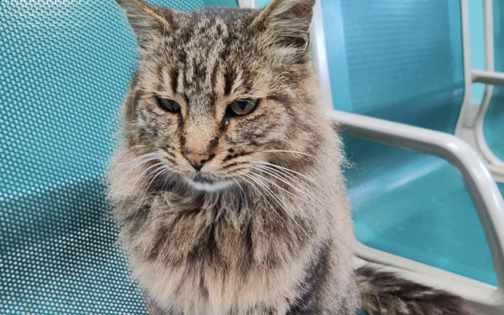 Gatto Cesare ucciso a calci, denunciato un uomo