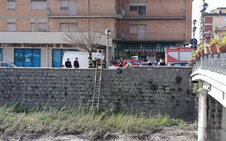 Gattino in pericolo nei pressi del fiume Liri. Arrivano i vigili del fuoco