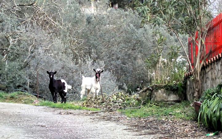 Sequestrati in casa da una pericolosissima coppia di... caprette