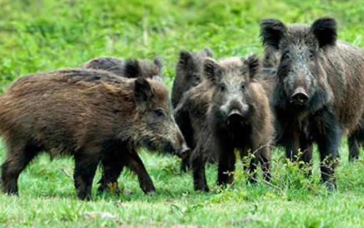 Scontri con i cinghiali, paura nella notte. Due auto danneggiate