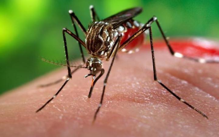 Registrato il primo caso di virus West Nile. Ecco dove