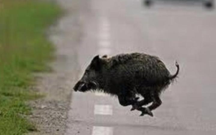 Investe un cinghiale e danneggia l'auto: paura per un uomo