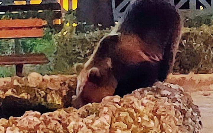 Allarme orso: incontri ravvicinati e pecore sbranate. Cresce la paura