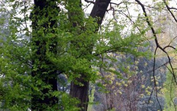 Faggio italiano per usi strutturali grazie a Assolegno e Cnr Ibe