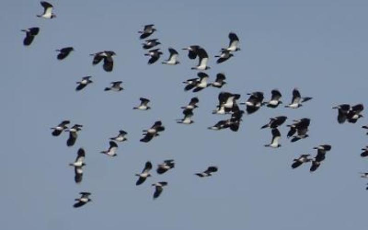 Legge sulla caccia compie 30 anni, cosa ne pensano gli italiani