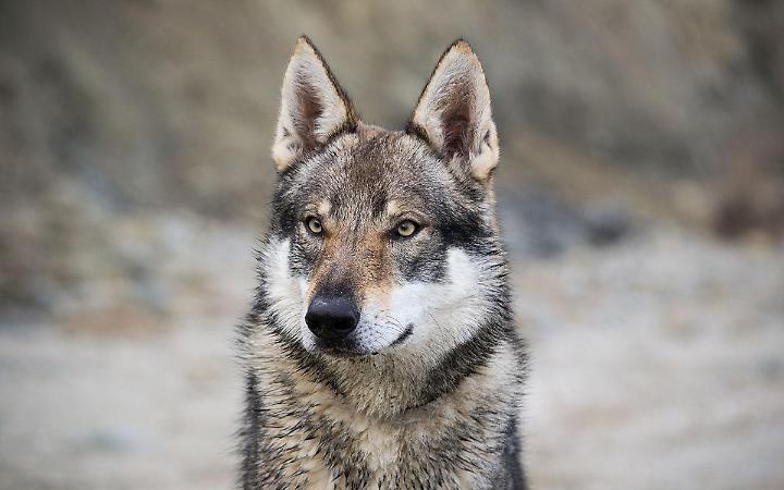 &Egrave; allarme dopo l&rsquo;avvistamento del lupo