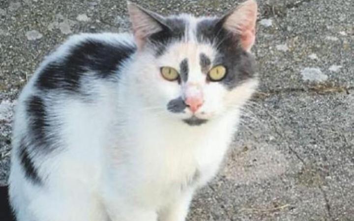 Sparano ai gatti, Tom muore tra atroci sofferenze: l'agghiacciante accaduto