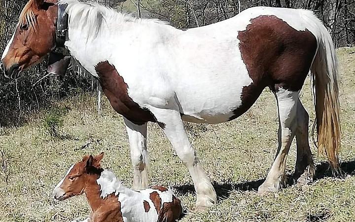 Puledro ucciso e sotterrato. Il sindaco allarmato per una possibile faida