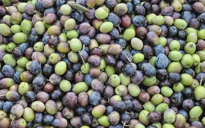 Le olive pontine di Americo Quattrociocchi vincono l'Ercole Olivario