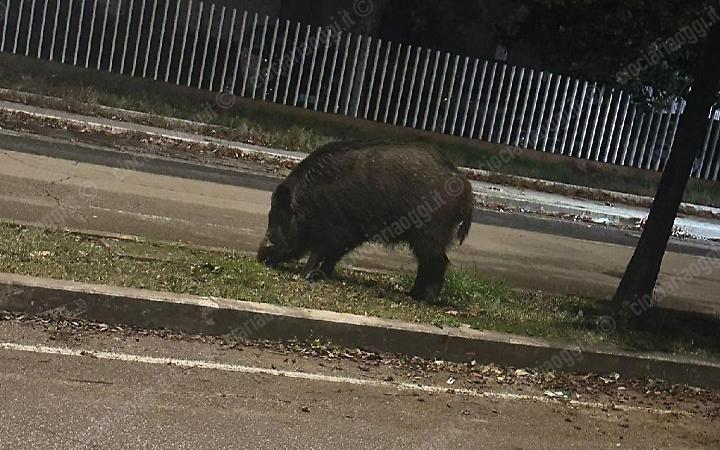Investe un cinghiale nella notte