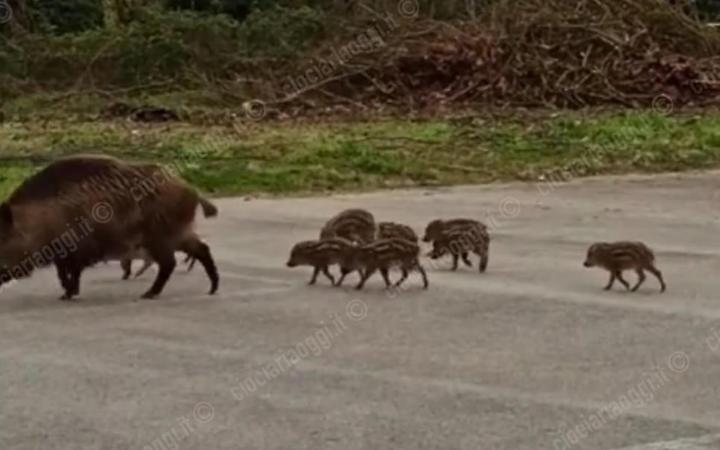 Emergenza cinghiali, ecco le proposte