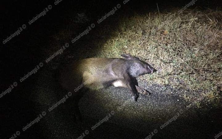 Incidente nella notte. Investe un cinghiale con l'auto