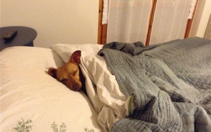 Passione a quattro zampe, amico cane: come adottare un adorabile "trovatello"