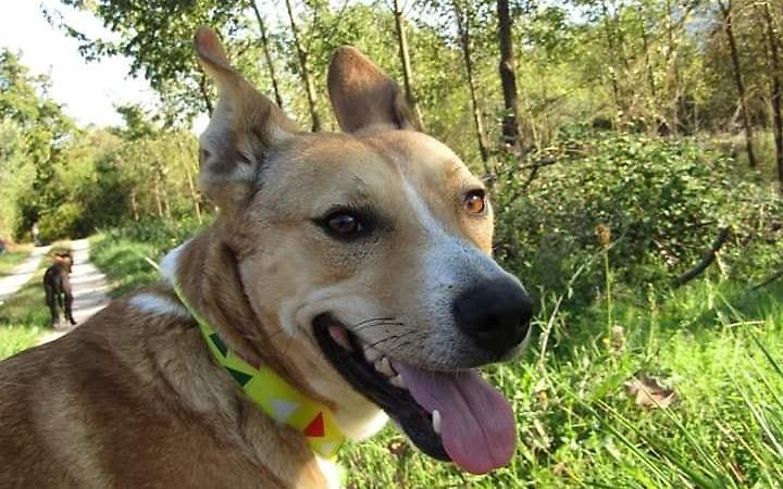 "Trovatelli" e cani di casa: come accudirli. E poi: cinque amici da adottare