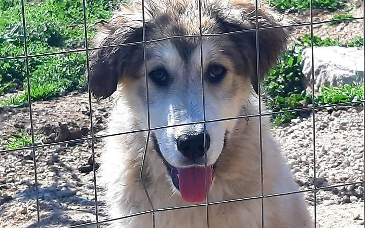 Bella stagione e parassiti: come proteggere i nostri animali