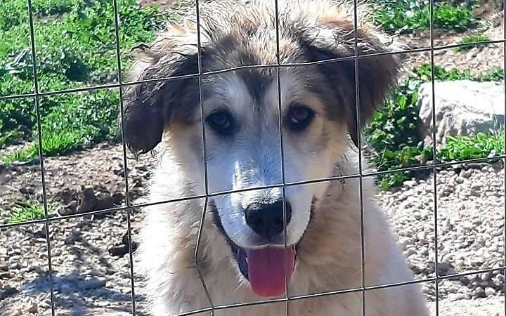 Come educare i nostri amici a quattro zampe: i consigli degli esperti