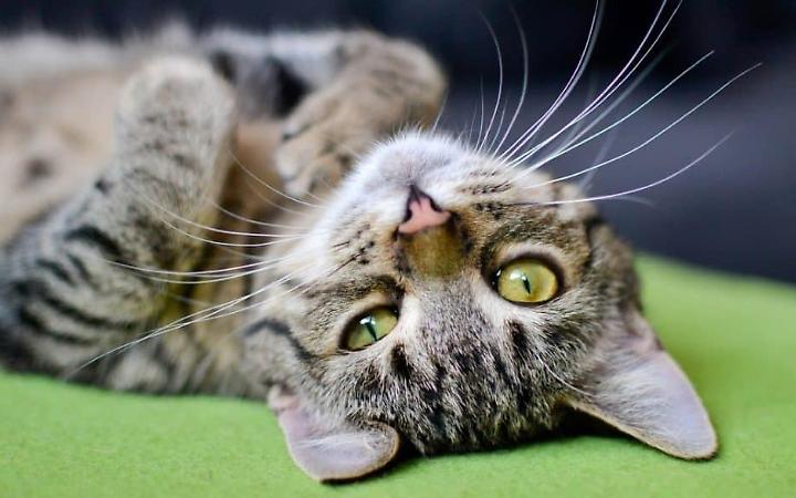 Gatti...che passione: i consigli dell'esperto per accudire gli amati felini